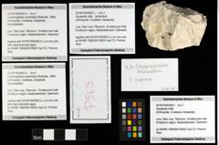 Foto (Objekt + Etiketten) von Decapoda indet. 